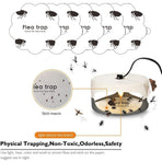 5PCS Flea Trap Stickers Sticky Fly Traps Pumpkin Shaped Flea Traps for Home Bedroom
