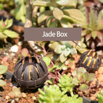 10 Pieces Bonsai Fertilizer Box Automatic Planting Fertilizers Baskets Plastic Claw Shaped Fertilization Control Container