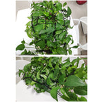 Elastic Plant Tent Compression Mesh Multifunctional Elastic Nylon Belt