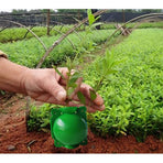10Pcs Plant Root Growing Box High Pressure Propagation Ball Rooting Grafting Tool Green L Size