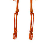 Human Skeleton 35.4in Plastic Realistic Creepy Pumpkin Skeleton for Decoration Prop