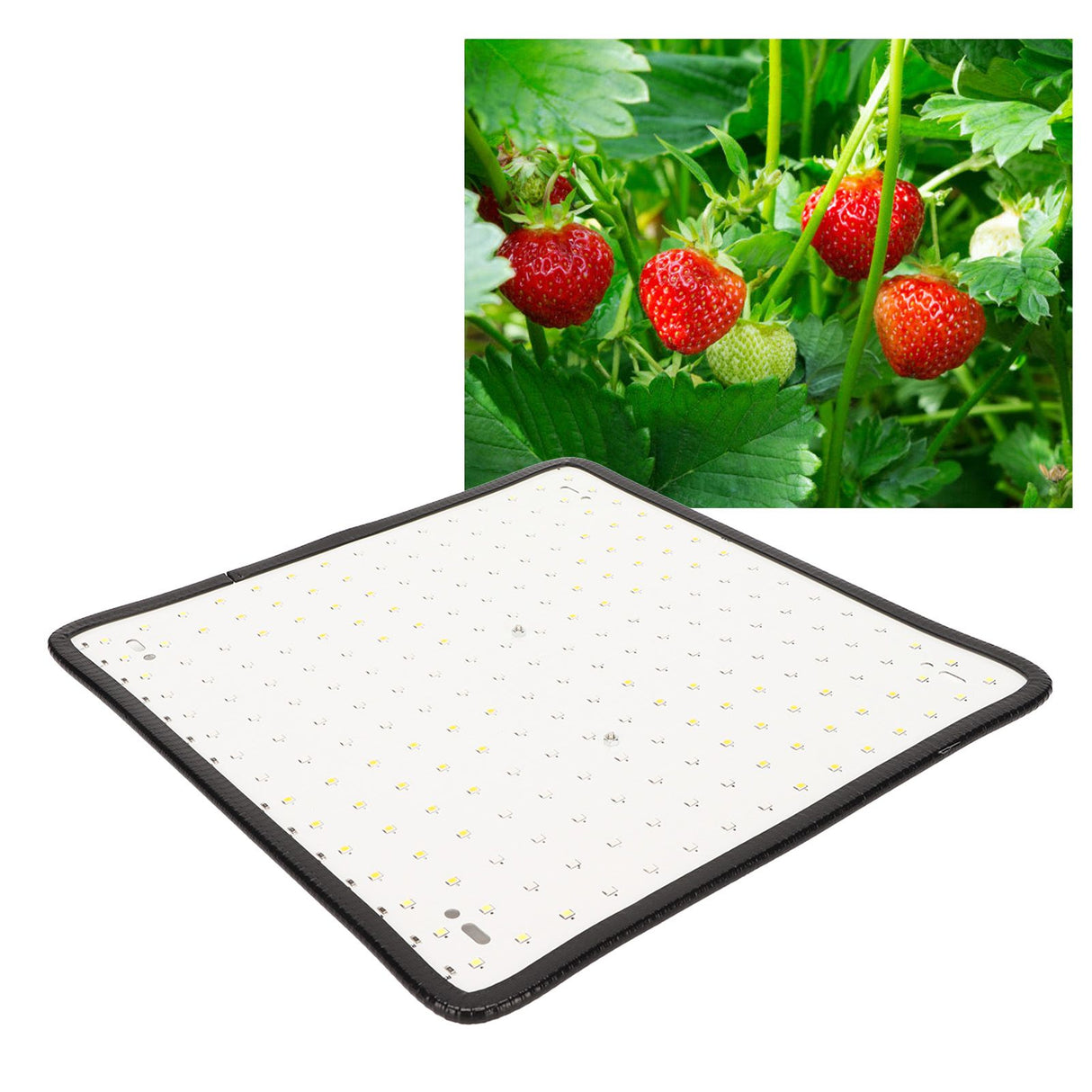 1000W LED Plant Grow Light Red and Blue Spectrum Quantum Board Plant Light for Indoor Greenhouse Seedling 85‑265V AU Plug