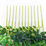 Simulated 6 Leaves Wisteria Decoration Silk Flower Artificial Faux Indoor Vine Wisteria Ornament for Home Red - Close-Up Angle