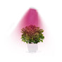 Full Spectrum LED Plant Grow Light with Telescopic Stand, Angel Ring Design, Dimmable Timer & Multi-Mode for Indoor Potted Plants, Succulents, and Home Desktop Decor (3PCS, Red Blue Light（White+Clear Base）)