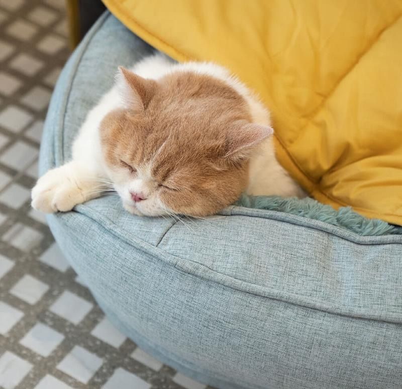 Leaf-Shaped Multi-Functional Pet Mat – Plush, Thick, and All-Season Comfort for Your Cat or Dog, Perfect as a Floor Pad, Crate Cushion, Sofa Protector, or Cozy Blanket (Orange)