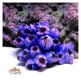 1Pc of Polyresin Coral Ornaments, Aquarium Coral Decor for Fish Tank Aquarium Decoration 3 7/10" x 2 9/10" x 1 9/10" (Purple)