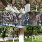 Long-Lasting Tree Whitewash Agent,525g 18.51oz White Whitewash Paint for Wood,White Tree Coating for Winter Cold (1PCS)