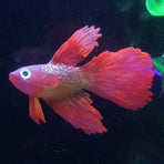 Tropical Betta Decoration with Realistic Floating Red Betta Fish, 1 Piece Aquarium Ornament