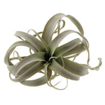 1Pc Simulation Pineapple Artificial Plant Decor for Home Adornment and Party Supply