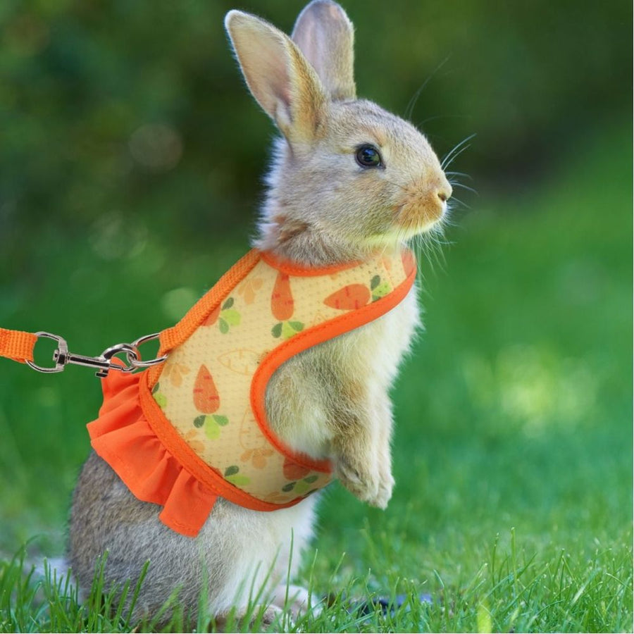Rabbit Harness and Leash for Walking Escape Proof - Cute Carrot Pattern Mesh Breathable Bunny Vest Harness Outdoor Camping Hiking Training - Also Suit for Ferret Kitten Puppy Small Animals