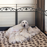 HeavyDuty Metal Dog Playpen w/ Waterproof Border - Rear View
