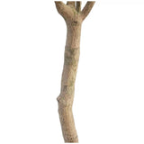 Artificial Olive Tree 2M - Front View