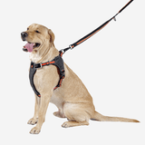 Pawfit Leash - Side View