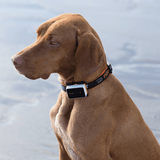 Pawfit 3 Tracker - Side View