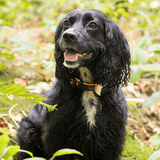 Pawfit 3 Tracker - 45-Degree Angle