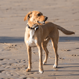 Pawfit 3 Tracker - Rear View