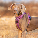No Pull Harness Purple M - 45-Degree Angle