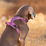 No Pull Harness Purple XL - Top-Down View