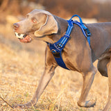 No Pull Harness Royal Blue M - 45-Degree Angle