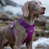 Lightweight Harness Purple M - Top-Down View
