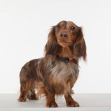 Tickless Mini Electronic Tick Repeller for Cats and Small Dogs - Side View