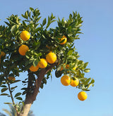 5500W Cordless Brushless Pole Telescopic Pruning Shear Secateur Battery Makita - Extra Image