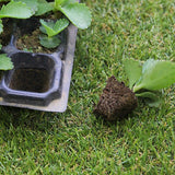12x 72 Hole Plant Seed Grow Box Insert Propagation Nursery Seedling Starter Tray - Rear View
