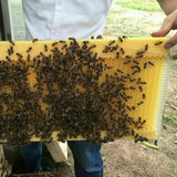 Neweast 7Pcs Flow Bee Comb Hive Frames For Wooden Beekeeping Beehive House - Top-Down View