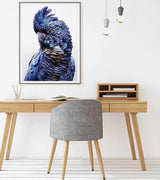 Wall Art 70cmx100cm Black Cockatoo A Black Frame Canvas - Front View