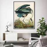 Wall Art 60cmx90cm Great Blue Heron By John James Audubon Black Frame Canvas - Side View