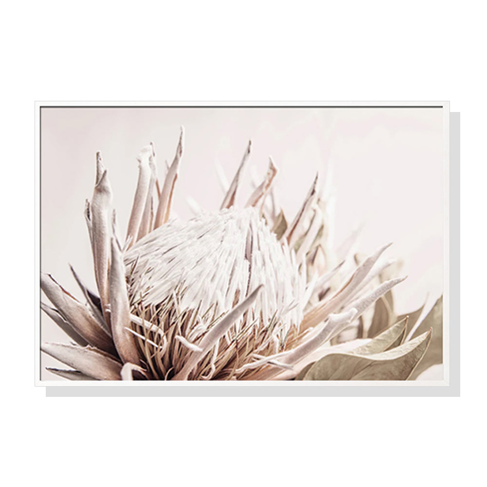 Framed Canvas Print - Pure Protea II 40x60cm with White Frame