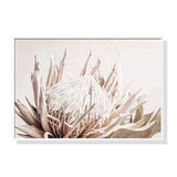 Framed Canvas Print - Pure Protea II 40x60cm with White Frame