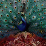 Sorceress - Opeth Cd Album