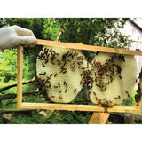 1Kg Orku Australian Beeswax Chunks - Pure Natural Unrefined Raw - 45-Degree Angle