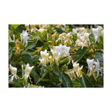 4x 100g Plant Oil Soap Honeysuckle Scent Pure Vegetable Base Bar Australian - Front View