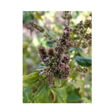 10x 100g Plant Oil Soap Patchouli Scent Pure Natural Vegetable Base Bar - Top-Down View