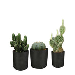 6 Pck 0.6 Gallon Fabric Flower Pots 2.4L Garden Planter Bags Black Felt Root Pouch
