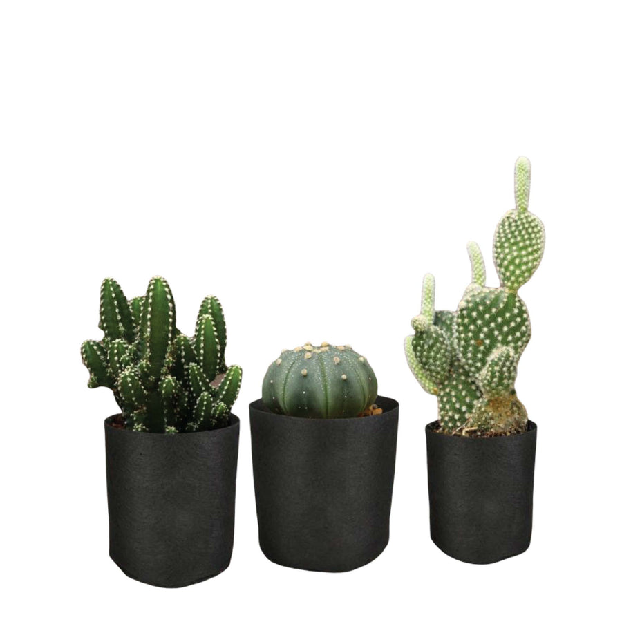 6 Pck 0.6 Gallon Fabric Flower Pots 2.4L Garden Planter Bags Black Felt Root Pouch