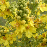 Orku 400g Organic Mullein Leaf - Dried Herbal Verbascum Thapsis - Low Angle