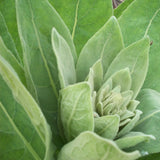 Orku 400g Organic Mullein Leaf - Dried Herbal Verbascum Thapsis - Extra Image