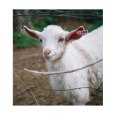 1-100 Cattle Number Ear Tag 5x2cm Set - Mini Pink Cow Sheep Pig Livestock Label - Top-Down View
