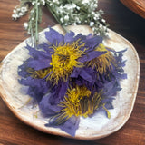 Orku 2Kg Dried Blue Lotus Flowers - Whole Open Lily Nymphaea Caerulea - Top-Down View