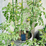 10x 8mm Garden Plant Stakes 90cm Steel Plant Stick Support Stakes Growing Climbing Plants - 45-Degree Angle