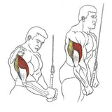 Single Grip Tricep PullDown Rope Cable Attachment Pull Down Rope Tricep Rope Pully - 45-Degree Angle