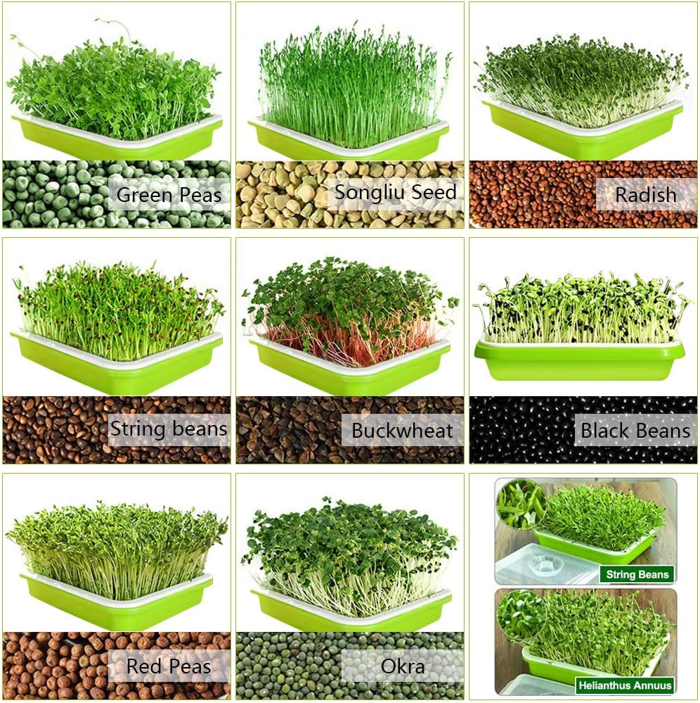 2-Pack Seed Sprouter Trays with Lids BPA-Free, Soil-Free Wheatgrass Growing Kit for Beans, Sprouts, Microgreens