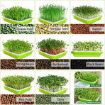2-Pack Seed Sprouter Trays with Lids BPA-Free, Soil-Free Wheatgrass Growing Kit for Beans, Sprouts, Microgreens