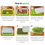 2-Pack Seed Sprouter Trays with Lids BPA-Free, Soil-Free Wheatgrass Growing Kit for Beans, Sprouts, Microgreens - Rear View