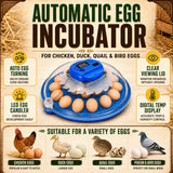 26 Egg Hatching Incubator Machine Automatic Turning Digital LED Chicken Duck - Rear View