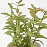 3 Pack of Artificial Herb Potted Plants in White Plastic 5cm Pot Interior Decoration - Top-Down View