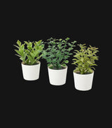3 Pack of Artificial Herb Potted Plants in White Plastic 5cm Pot Interior Decoration - 45-Degree Angle
